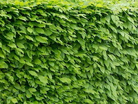 200x haagplanten carpinus betulus - afbeelding 2 van  4