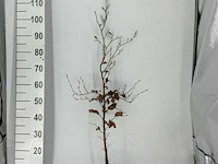 200x haagplanten fagus sylvatica - afbeelding 2 van  3