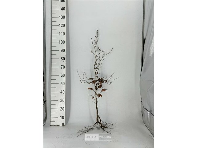 200x haagplanten fagus sylvatica - afbeelding 2 van  3