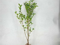 200x haagplanten ligistrum ovalifolium - afbeelding 2 van  4
