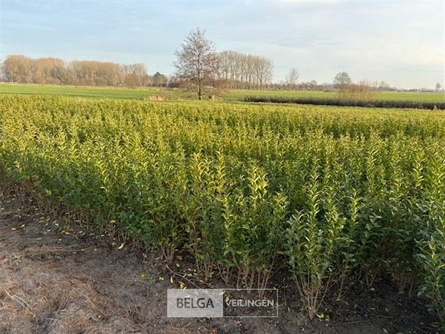200x haagplanten ligistrum ovalifolium - afbeelding 4 van  4