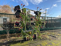 2012 claas volto 870 schudder - afbeelding 9 van  15