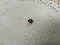 2020 sahin mksr-b1m3 kogelmenger - afbeelding 2 van  12