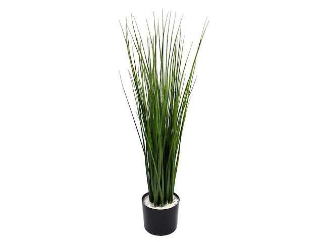 (20x) rietgras 90 cm in diepgroen kleur in pot (diameter 15 cm) - afbeelding 1 van  1