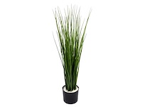 (20x) rietgras 90 cm in diepgroen kleur in pot (diameter 15 cm) - afbeelding 1 van  1