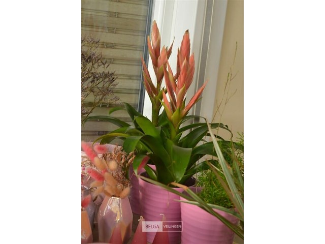 ±24 div roze bloempotten - afbeelding 4 van  5