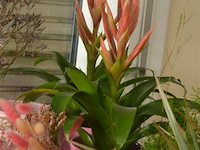 ±24 div roze bloempotten - afbeelding 4 van  5