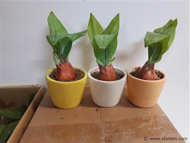 24 x kunstsplant in potje - afbeelding 2 van  2