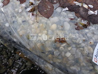 25 diverse grindzakken - afbeelding 4 van  7