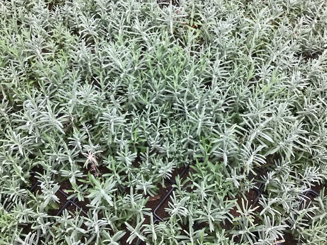 25 lavendel potmaat p9 - afbeelding 1 van  2