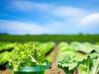 25 stuks slakkenbeschermingsringen, slakkenkraag - afbeelding 2 van  4