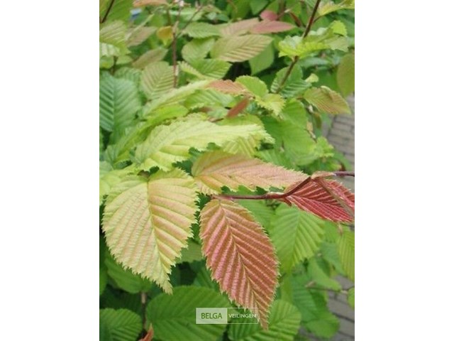 250x haagplanten carpinus betulus - afbeelding 1 van  2