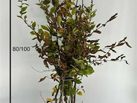 250x haagplanten carpinus betulus - afbeelding 1 van  3