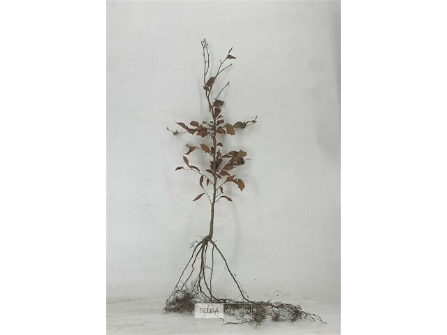 250x haagplanten fagus sylvatica - afbeelding 3 van  3