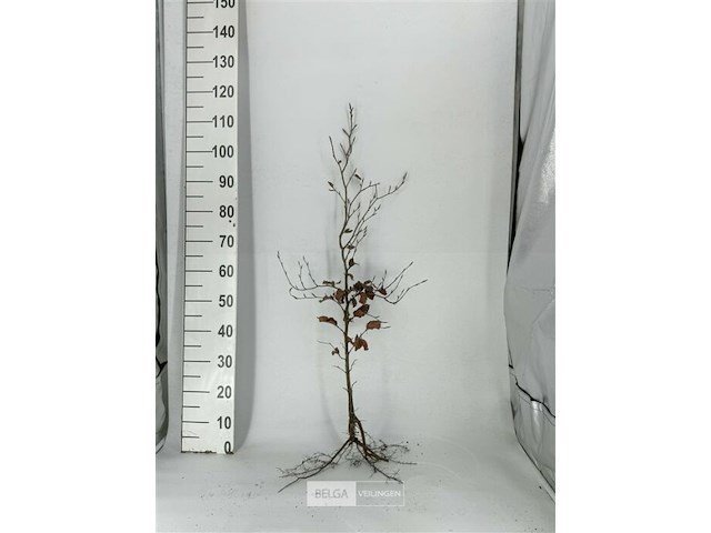 250x haagplanten fagus sylvatica - afbeelding 2 van  3