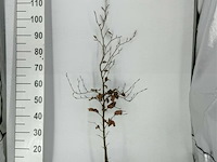 250x haagplanten fagus sylvatica - afbeelding 2 van  3