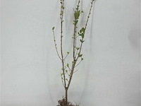 250x haagplanten ligistrum ovalifolium - afbeelding 4 van  4