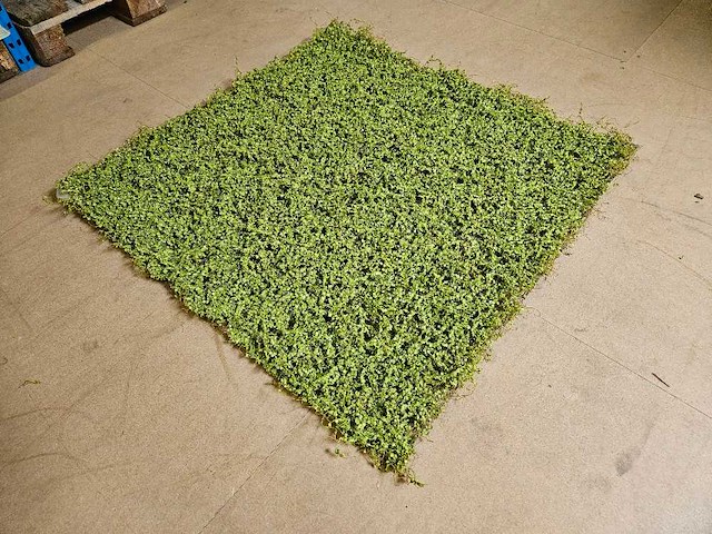 25m² greenwall silkka (nieuw) - afbeelding 1 van  5