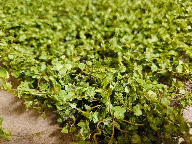 25m² greenwall silkka (nieuw) - afbeelding 2 van  5
