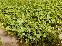 25m² greenwall silkka (nieuw) - afbeelding 2 van  5