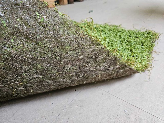 25m² greenwall silkka (nieuw) - afbeelding 3 van  5