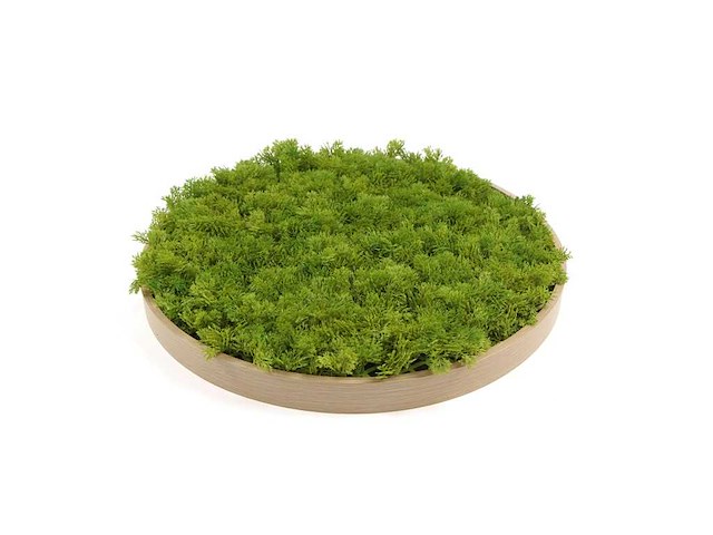 (25x) moscirkel 75 cm kleur smaragdgroen / aluminium frame met hout look wanddecoratie - afbeelding 1 van  5