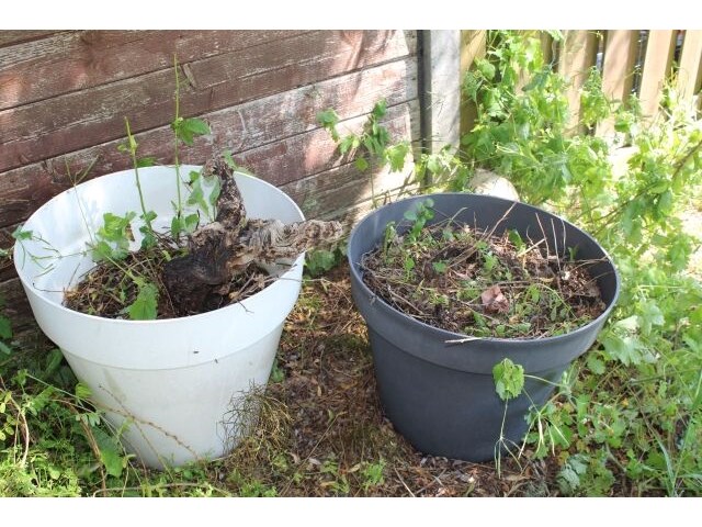 2x grote bloempot plastic - afbeelding 1 van  1