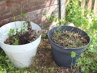 2x grote bloempot plastic
