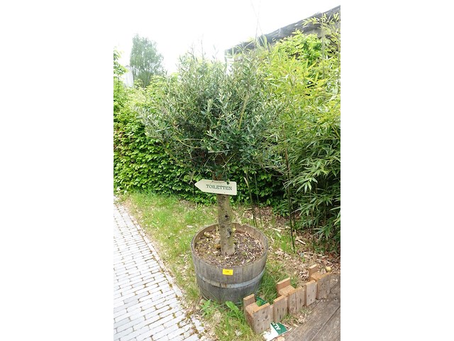 2x olijfboom - afbeelding 5 van  8