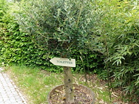 2x olijfboom - afbeelding 5 van  8