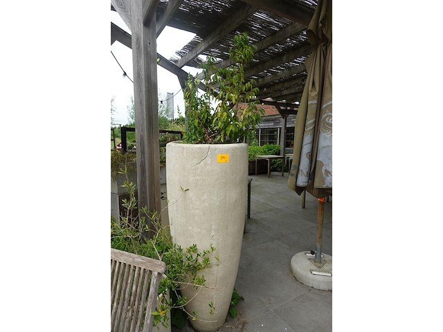 2x plant in hoge vaas - afbeelding 1 van  5