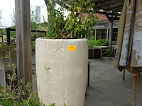 2x plant in hoge vaas - afbeelding 1 van  5