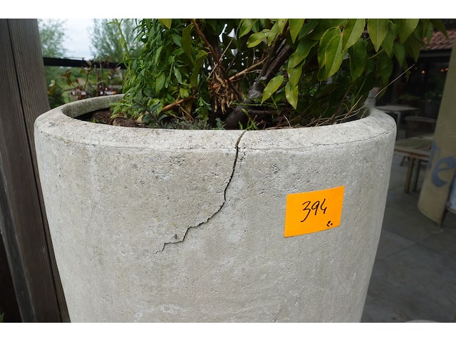 2x plant in hoge vaas - afbeelding 2 van  5