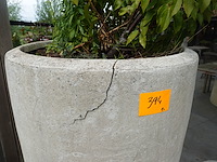 2x plant in hoge vaas - afbeelding 2 van  5