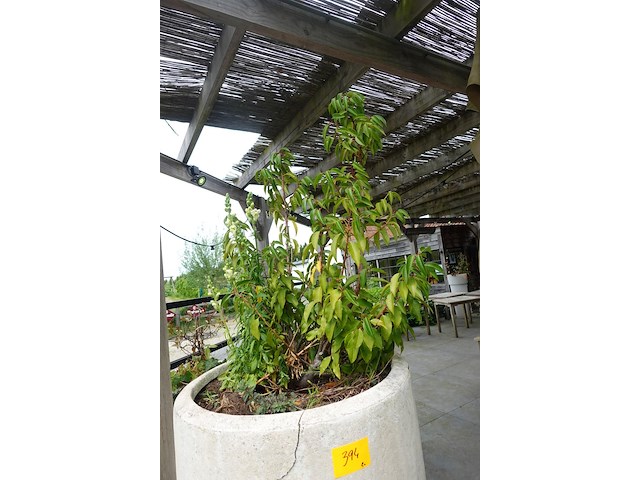 2x plant in hoge vaas - afbeelding 3 van  5