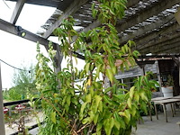 2x plant in hoge vaas - afbeelding 3 van  5