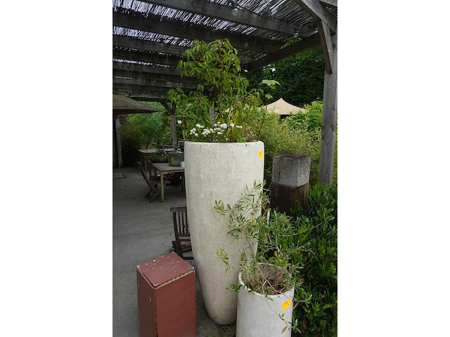 2x plant in hoge vaas - afbeelding 4 van  5