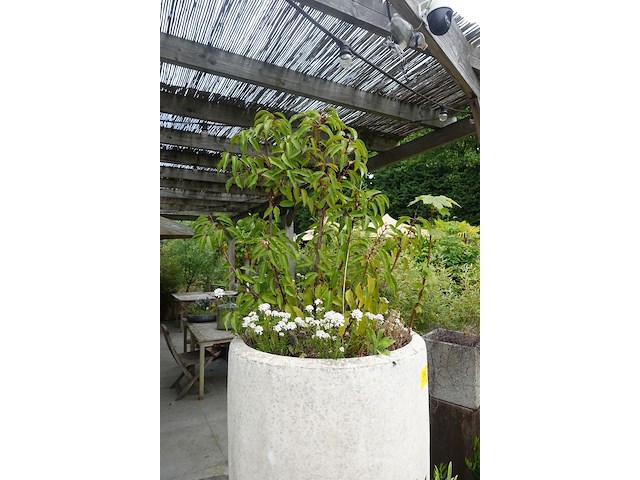 2x plant in hoge vaas - afbeelding 5 van  5