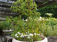2x plant in hoge vaas - afbeelding 5 van  5