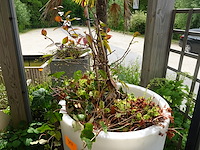 2x plant in kunstoffen vaas - afbeelding 2 van  4