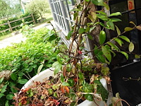 2x plant in kunstoffen vaas - afbeelding 4 van  4