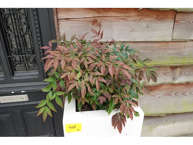 2x plant in kunstoffen vaas - afbeelding 3 van  7