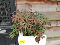2x plant in kunstoffen vaas - afbeelding 3 van  7