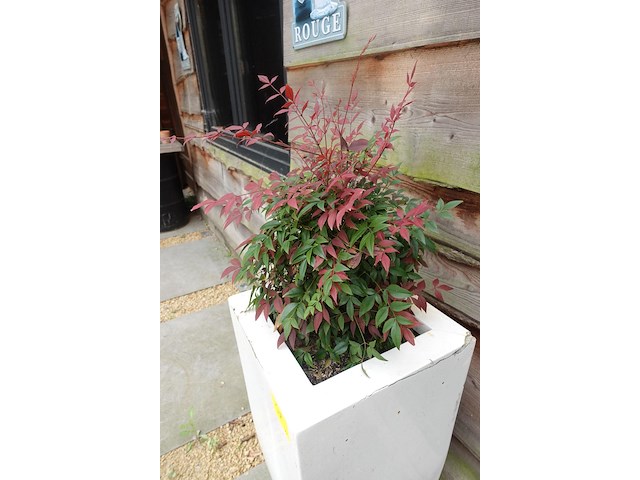 2x plant in kunstoffen vaas - afbeelding 5 van  7