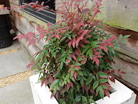 2x plant in kunstoffen vaas - afbeelding 5 van  7