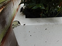 2x plant in kunstoffen vaas - afbeelding 7 van  7