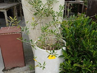 2x plant - afbeelding 1 van  3