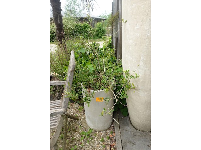 2x plant - afbeelding 2 van  3