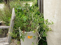 2x plant - afbeelding 2 van  3