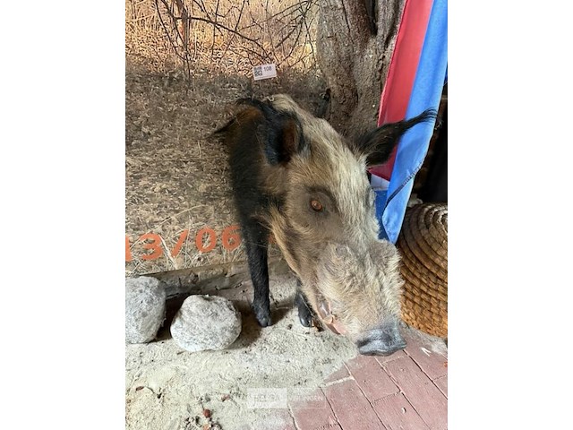 2x taxidermie bushpic - afbeelding 1 van  3